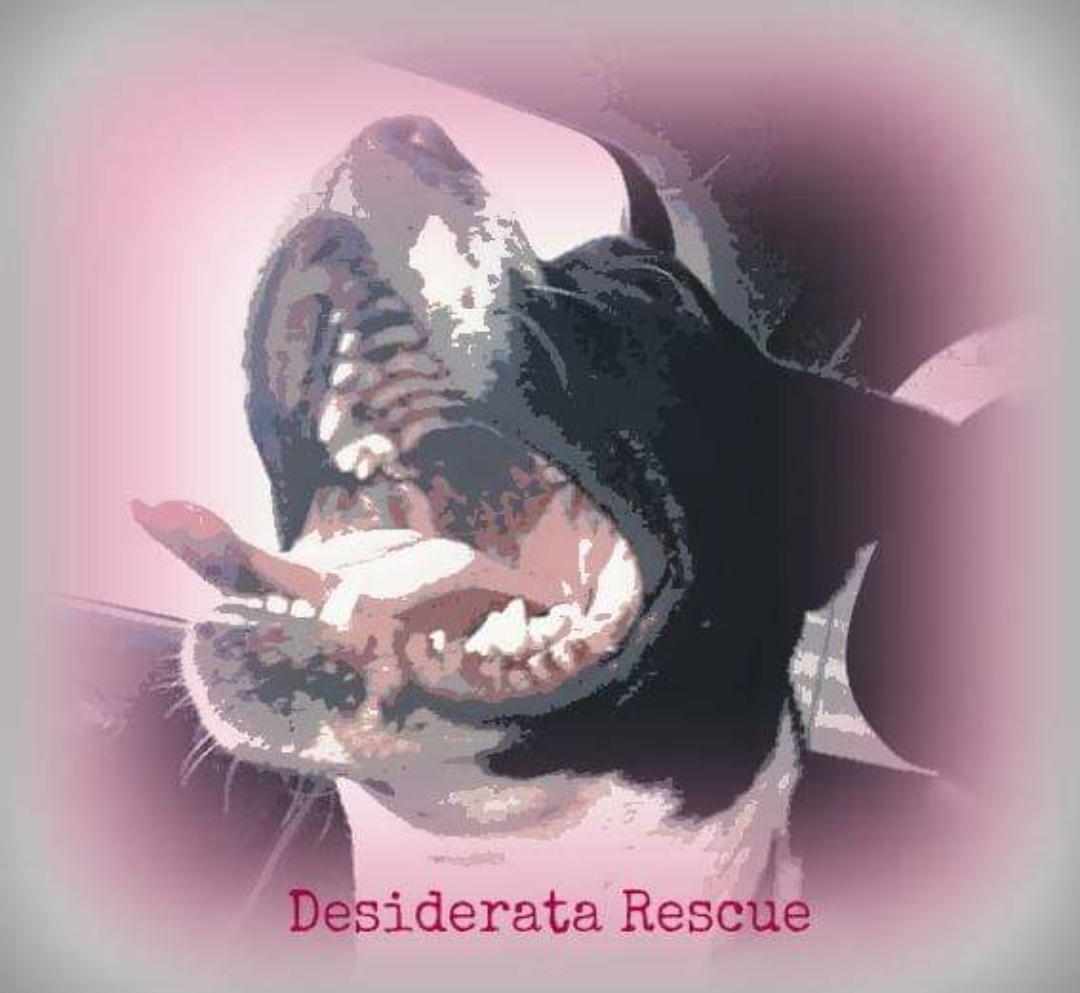 Desiderata Rescue