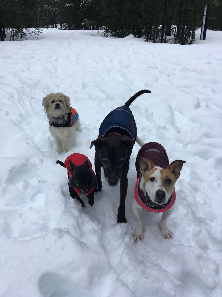 Former shelter dogs enjoying the good life
