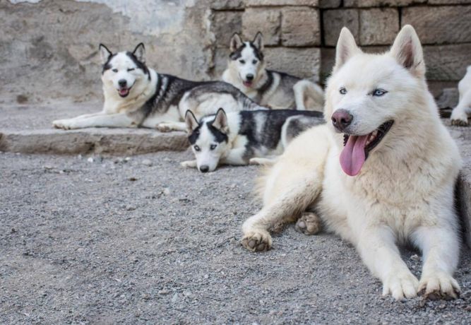 Good World Animal Rescue and Protection, Inc.