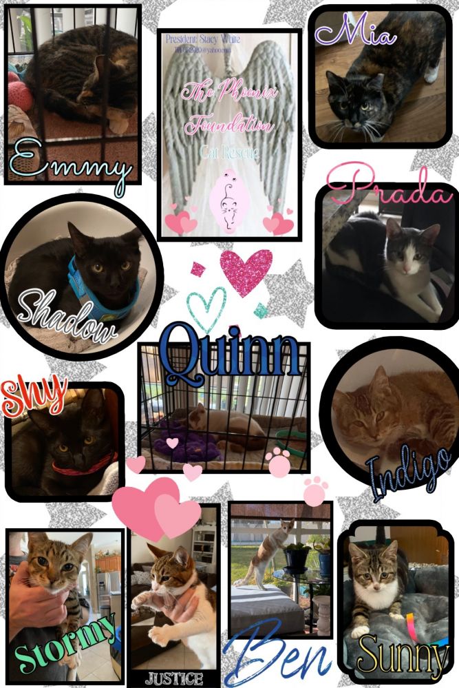 The Phoenix Foundation Cat Rescue