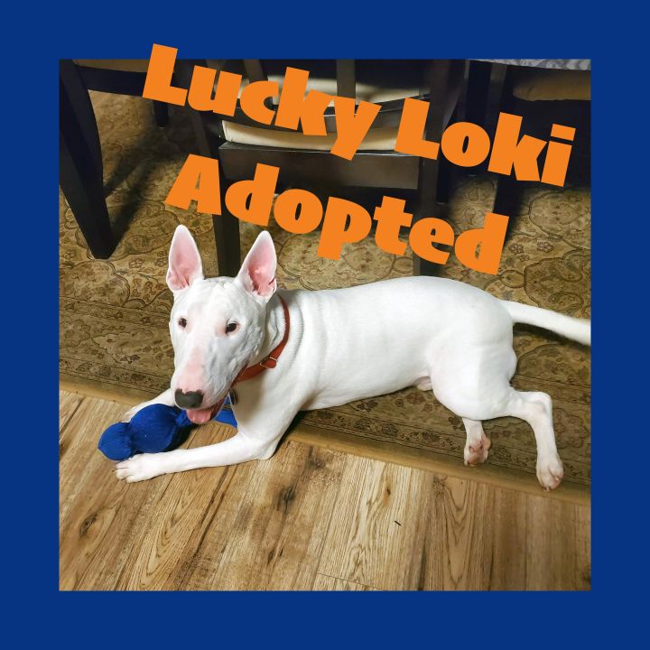 Loki, Adopted South Carolina
