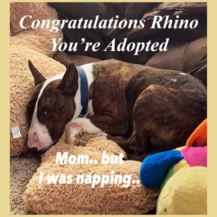 Rhino, Adopted Illinois