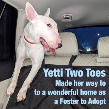 Yetti Two Toes, Adoption Pending West Virginia