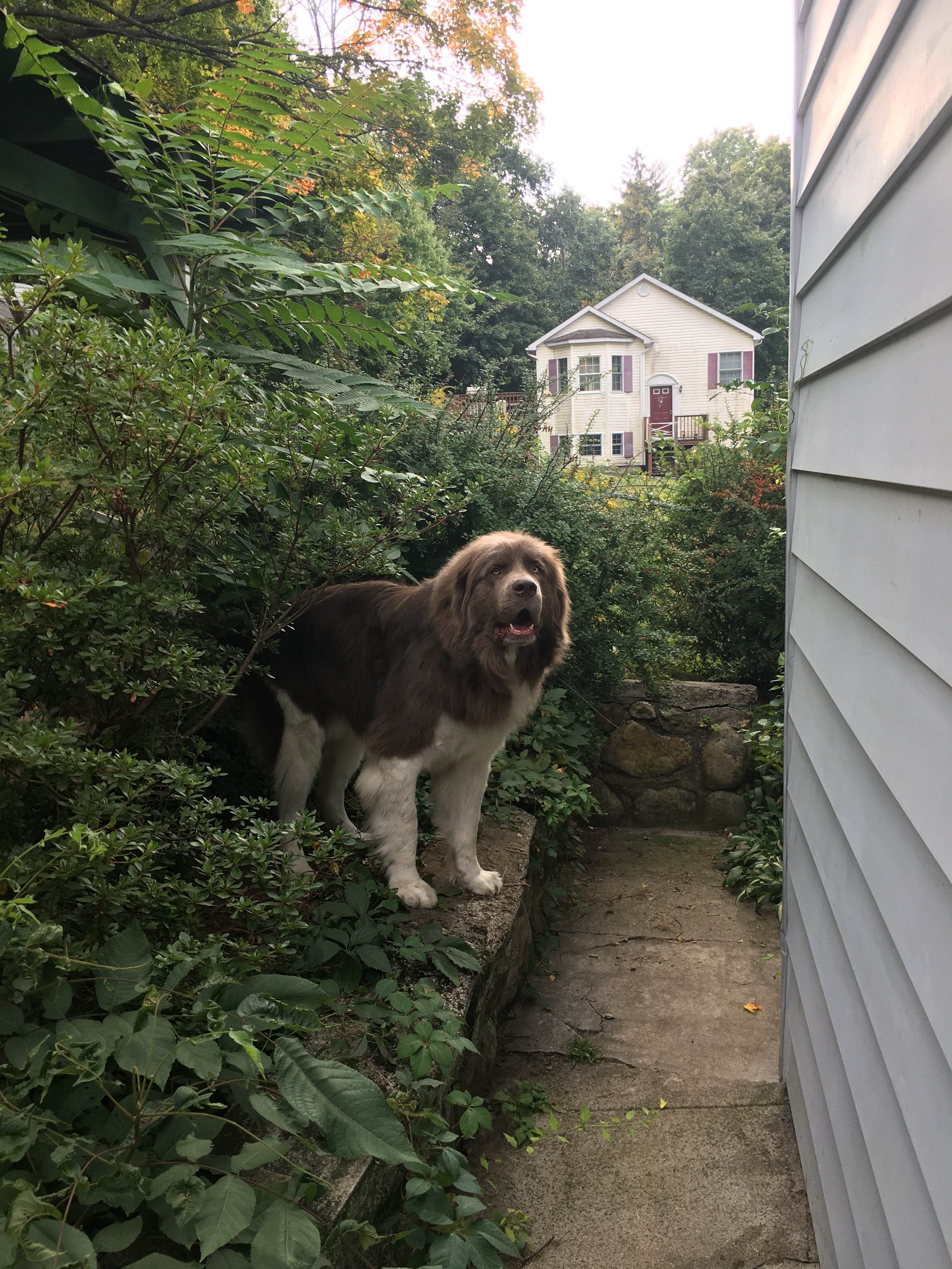 Big D's Big Dog Rehab, Inc.