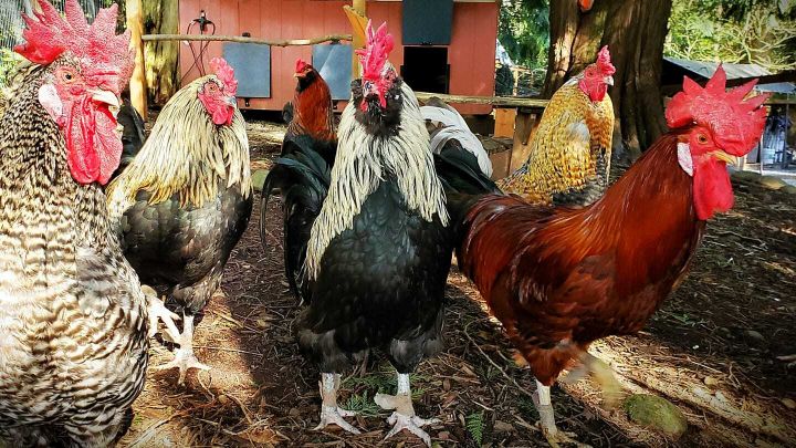 Our main rooster flock