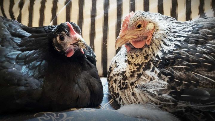 House hens Emily & Darlene