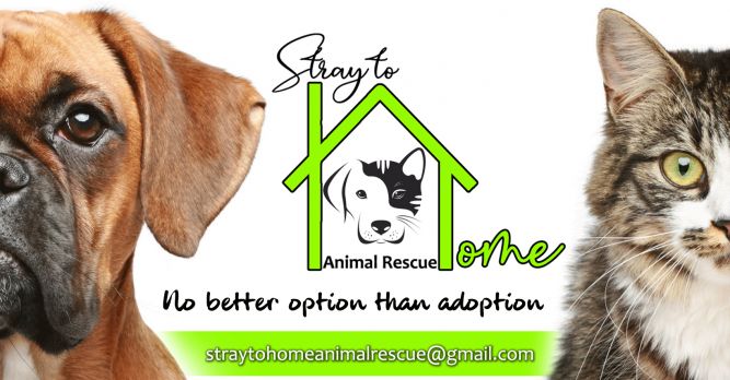 Stray To Home Animal Rescue Inc