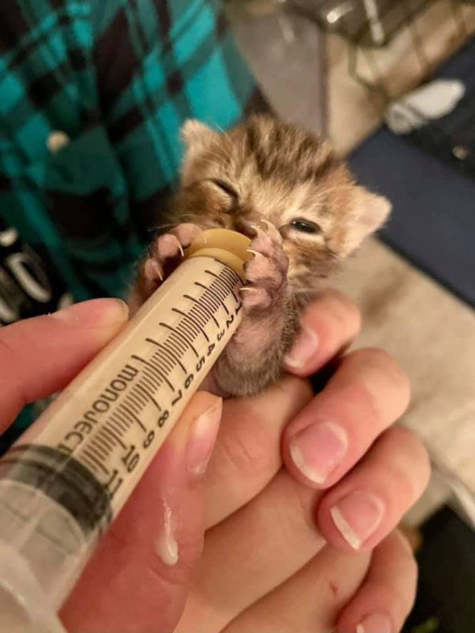 Against All Odds Cat Rescue