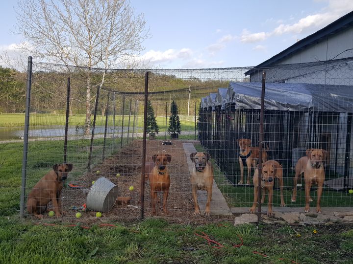 A peaceful place for rescue dogs to decompress