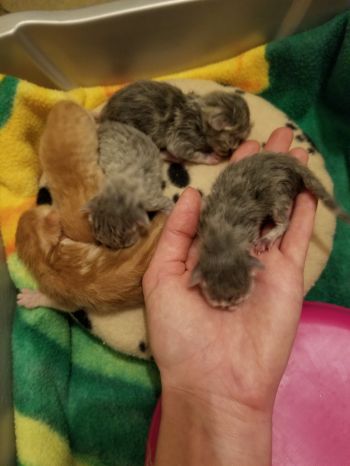 Neonatal kittens are our specialty.