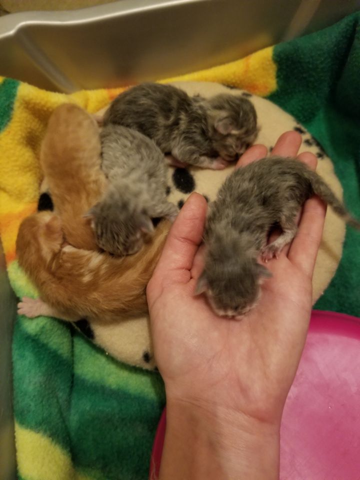 Neonatal kittens are our specialty.