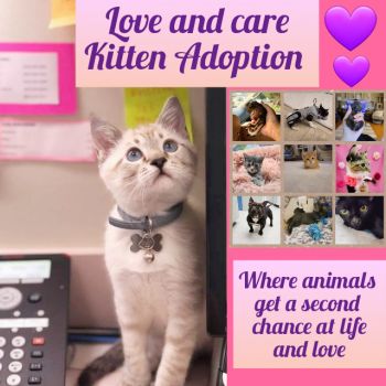 Love and care Kitten Adoption