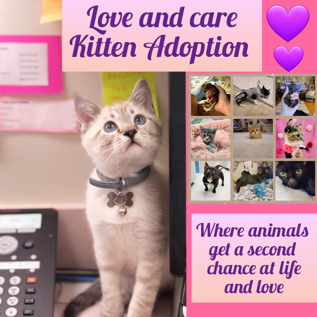 Love and care Kitten Adoption