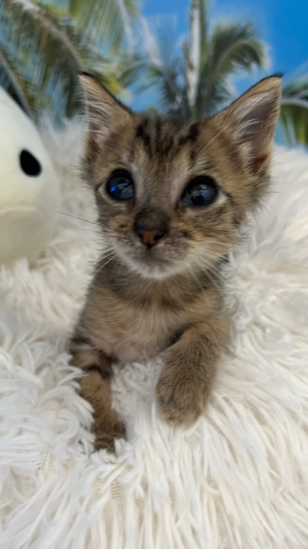 Lucky Paws Animal Foundation