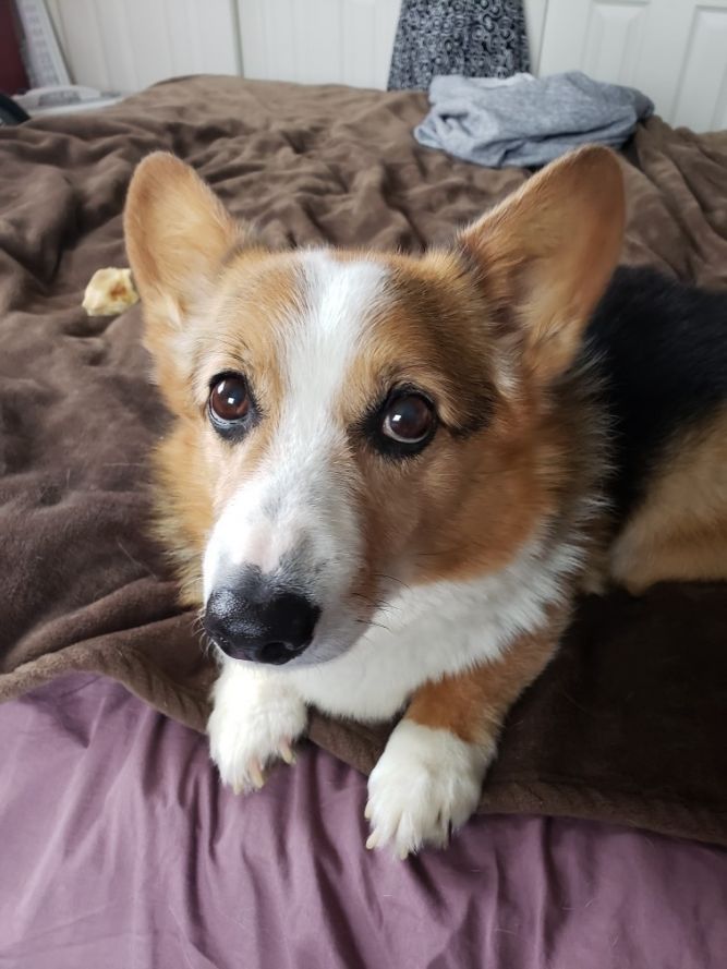 Colorado Corgis and Friends