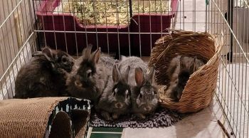 Our very first Save a Bun Rabbit Rescue residents!