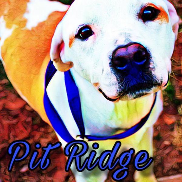 Pit Ridge Rescue