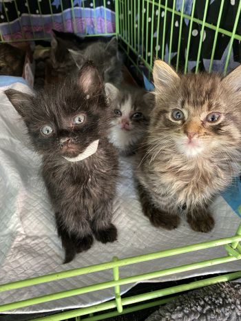 Pets for Adoption at Eccentric Kittens, in Brooklyn, NY | Petfinder