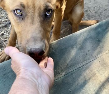 Pets for Adoption at Good Dog K9 Rescue Inc, in Yuba city, CA | Petfinder