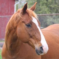 Nurturing Souls Animal Haven