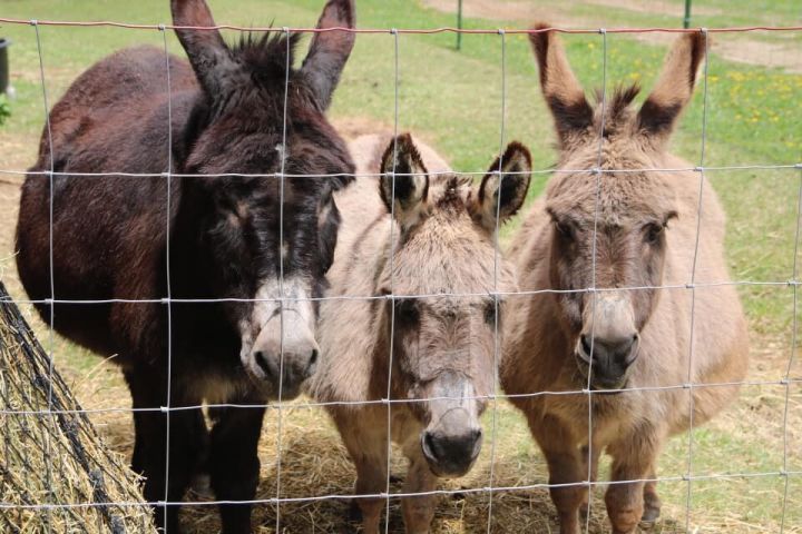 Thelma, Louis and Jack