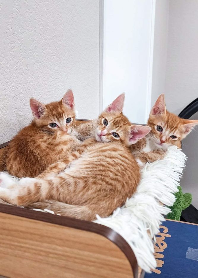 Scritch Kittens
