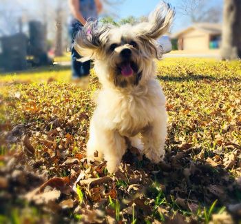 Senior dogs are the best.