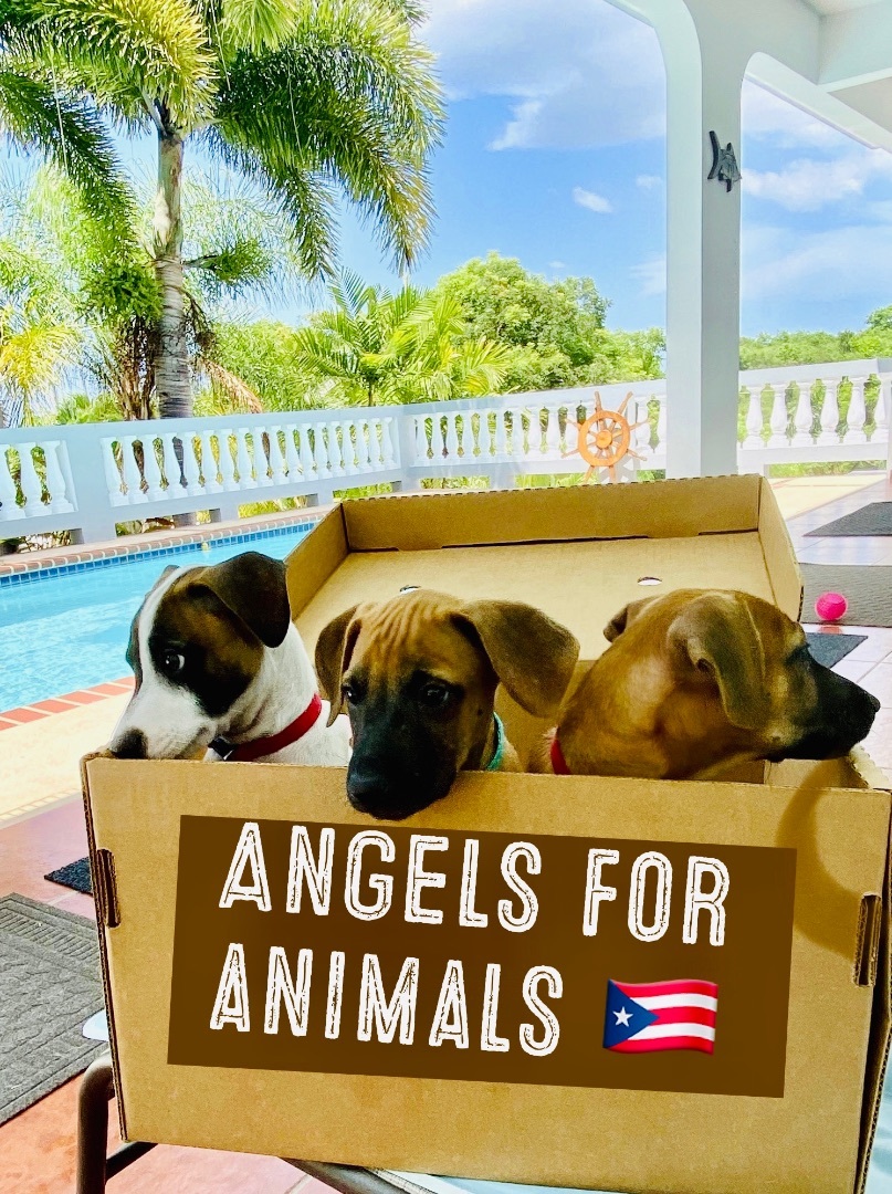 Angels For Animals, Corporation