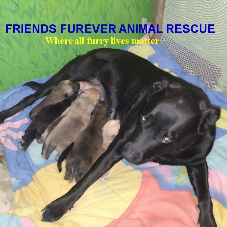 Friends Furever Animal Rescue, Inc.