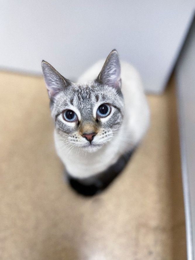 Rainbow Kitten Rescue