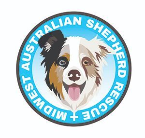 Mini australian shepherd outlet adoption