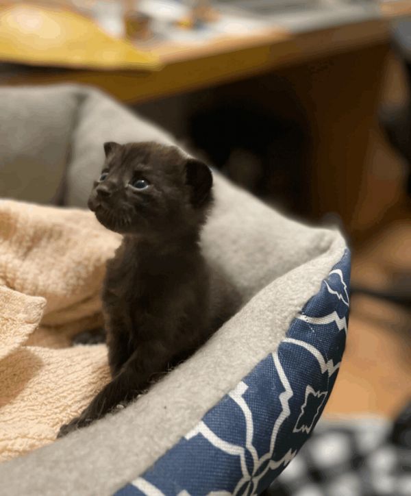 Milo's Mews Feral Cat Rescue