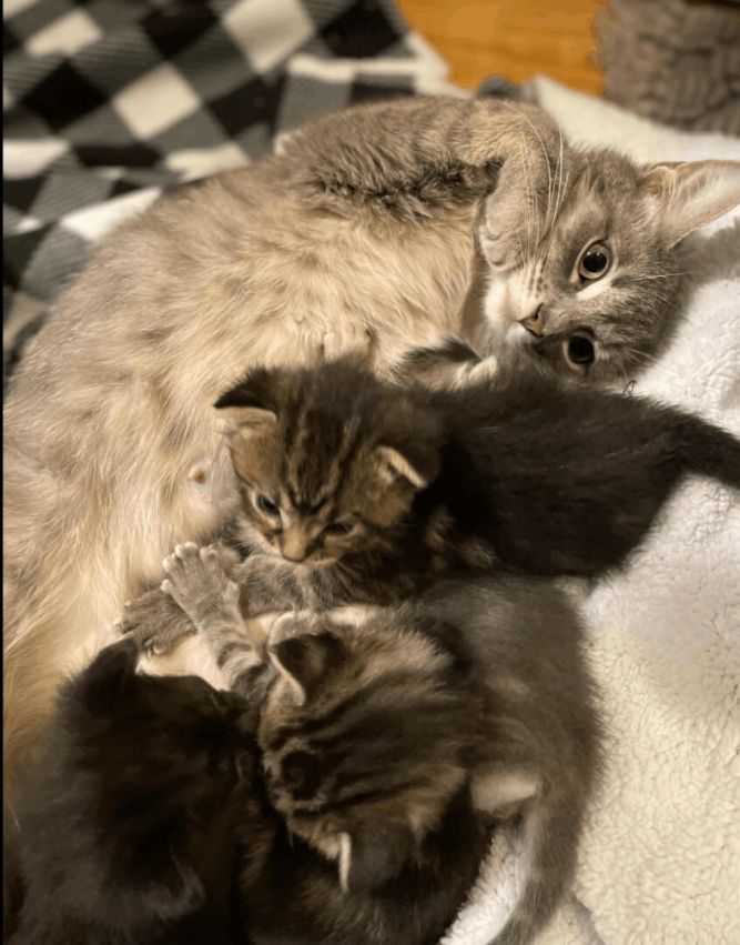 Milo's Mews Feral Cat Rescue