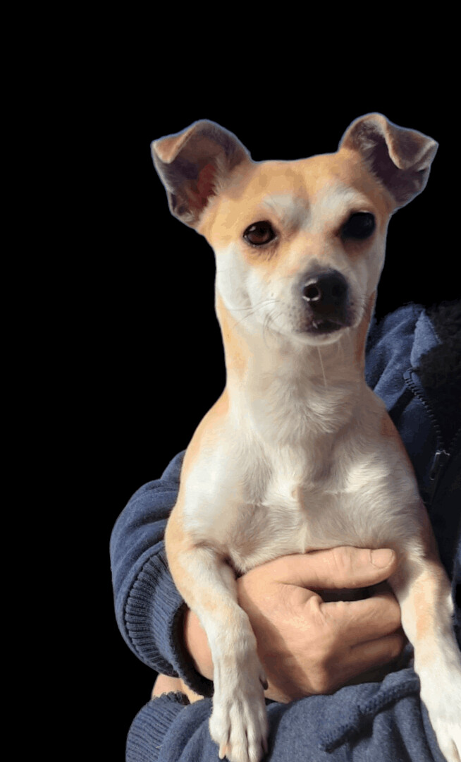 Fur Ever Yours Dog Rescue