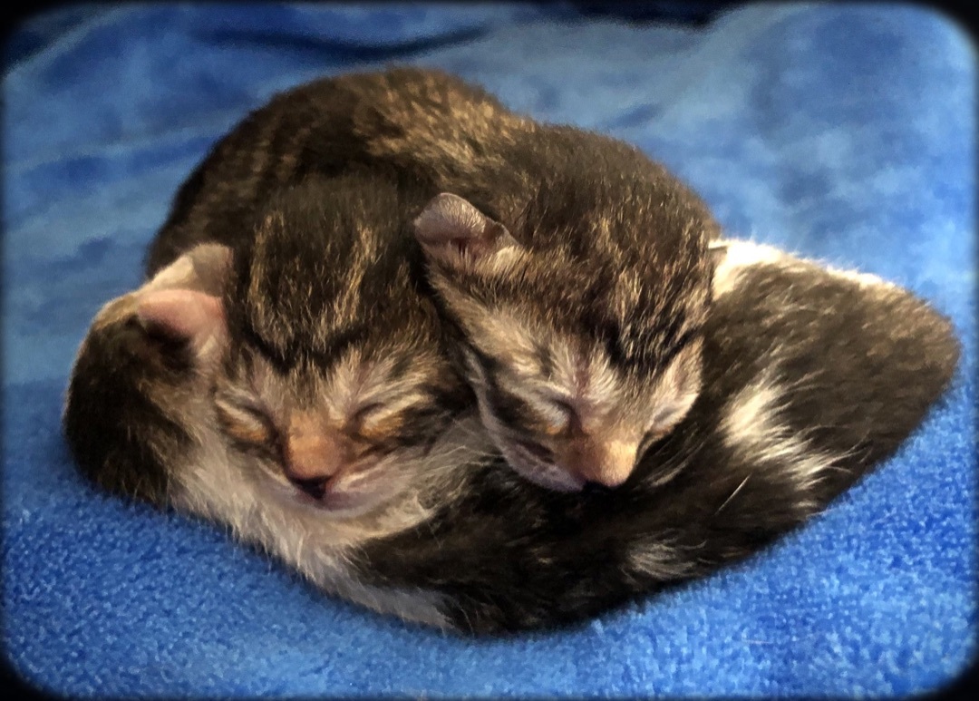 Changing Tomorrow Animal Rescue, Inc
