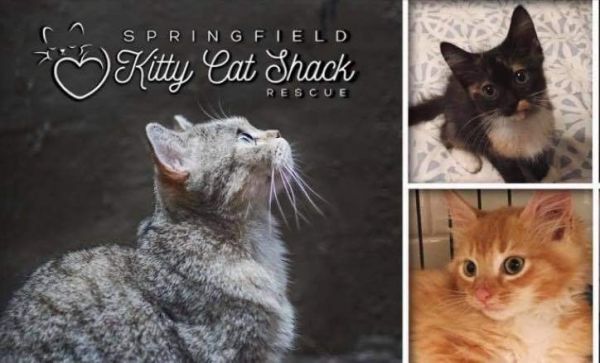 Springfield Kitty Cat Shack Rescue