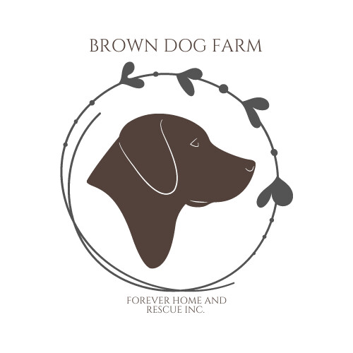 Pets for Adoption at Brown Dog Farm, Inc., in South Strafford, VT ...