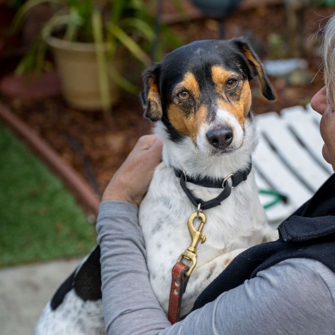 Companion Animal Community Center