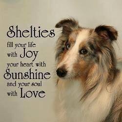 NJ Sheltie Rescue / Shetland Sheepdog Plcmt Svcs of NJ