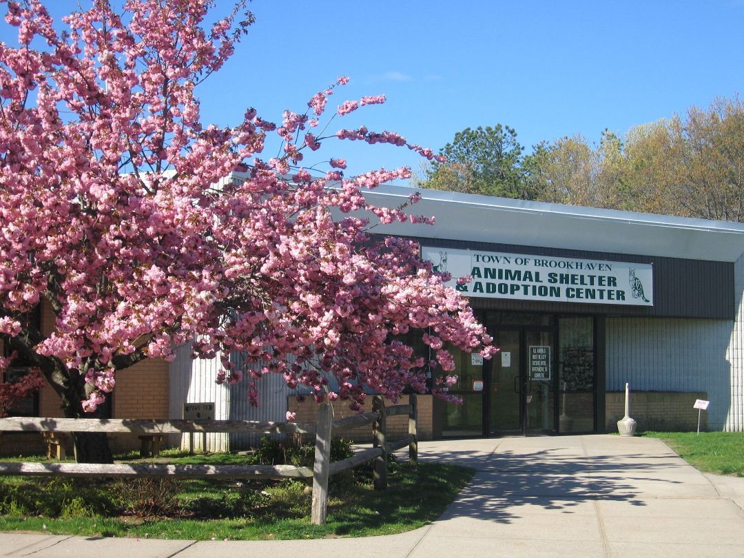 Brookhaven Animal Shelter