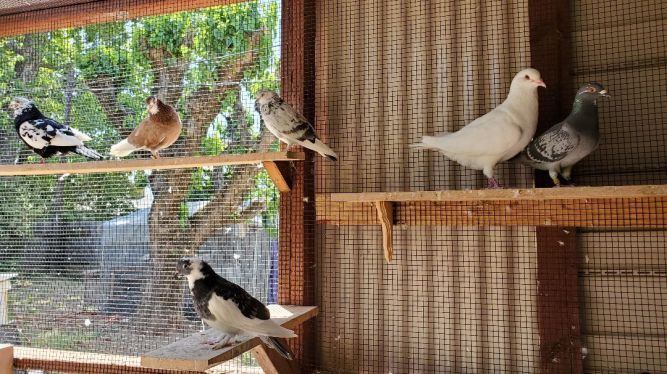 Pigeon Pets