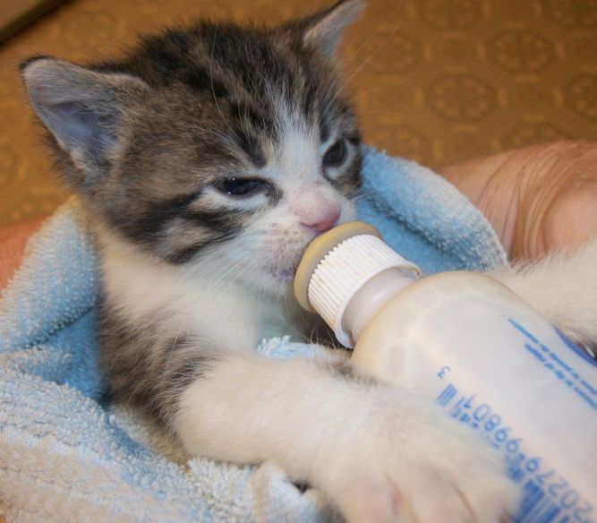 TLC Kitten Rescue of Waxahachie