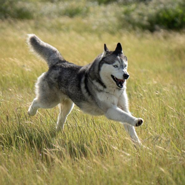 Mother Lode Husky Haven