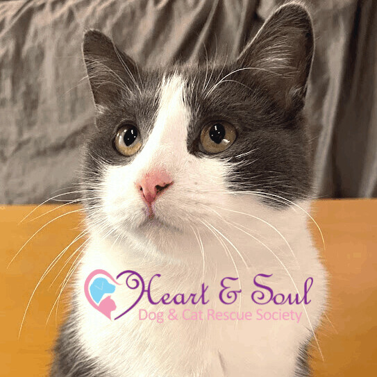 Heart and Soul Dog and Cat Rescue Society