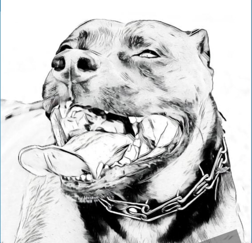 Off The Streetz Bully Rescue
