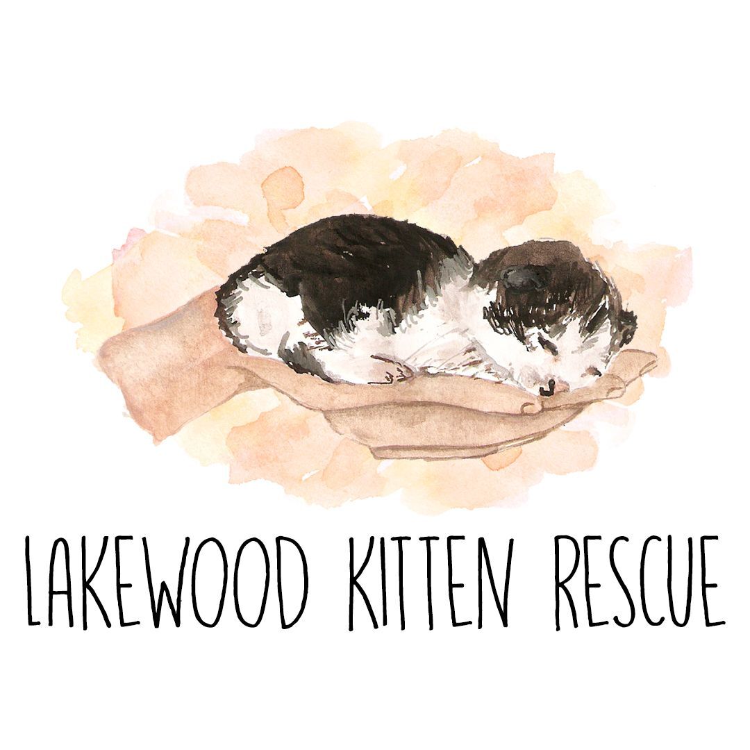 Kitten rescue deals