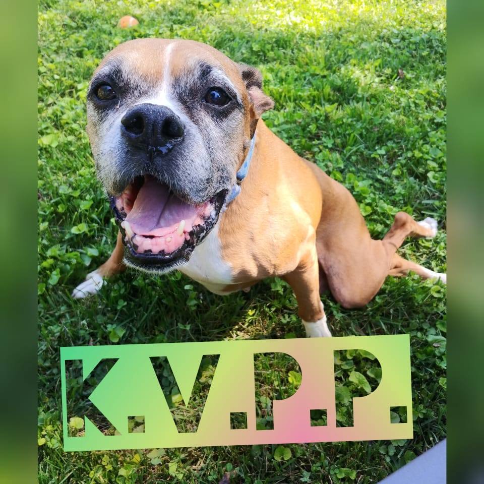 Knox Vintage Pet Project