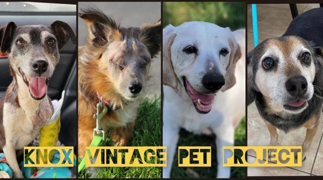 Knox Vintage Pet Project