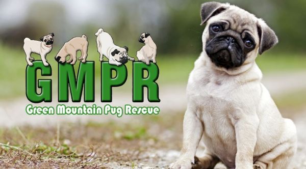 Green Mountain Pug Rescue