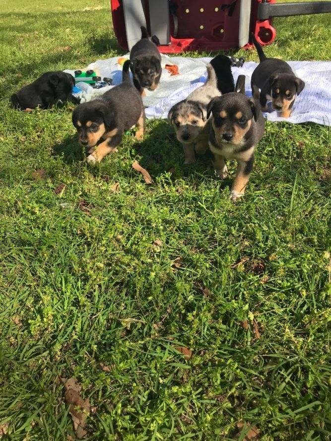 7 Pups from the Pines TX